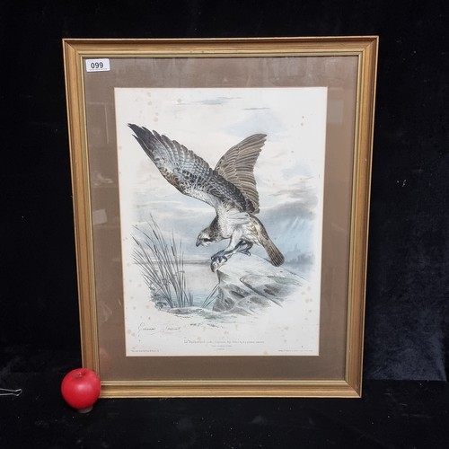 99 - An Edouard Travies lithograph titled 'Le Balbuzard'. Housed in gilt frame behind glass.