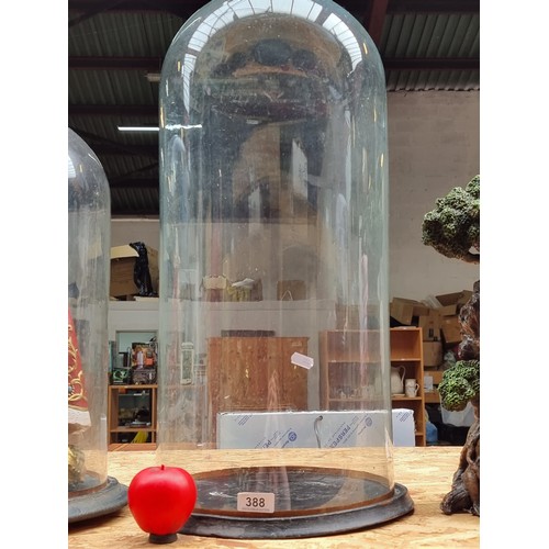 388 - A very large impressive  hand blown glass display dome along with wooden ebonised base. Great for a ... 