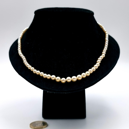 555 - A pretty vintage graduated cultured pearl necklace set with diamond accent clasp. Length 44cm. Boxed... 