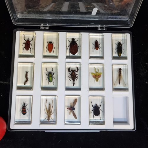 217 - 14 preserved insects encased in resin, including a Hycleus, a tiger millipede, a sternocera, and a c... 