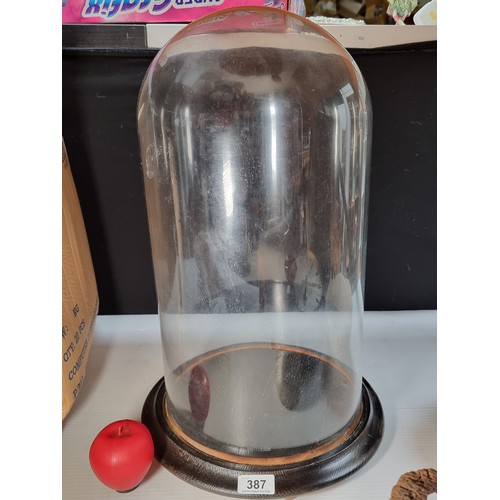 387 - An antique hand blown large glass dome with black ebonised base. Great for statue, clock, taxidermy ... 