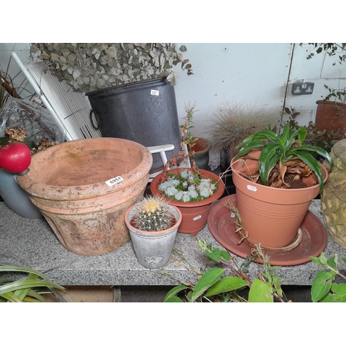 695 - Three terracotta garden planters / pots including two with succulent and cactus. Also includes a fur... 