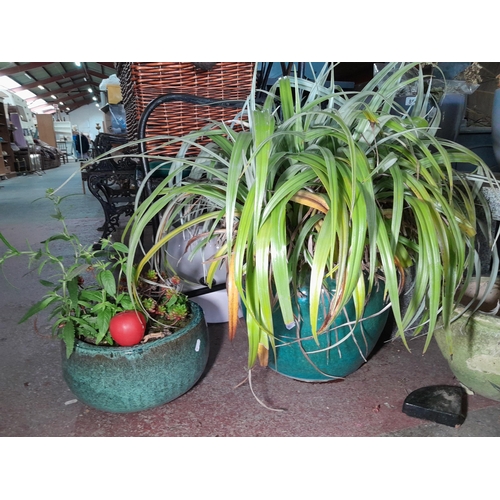 697 - Two attractive green glazed garden planters with succulent and Astelia plants.