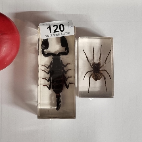 120 - A pair of preserved large insects encased in resin. Includes a black scorpion example.