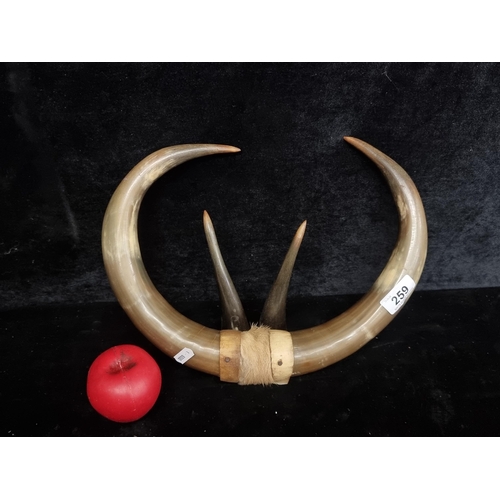 259 - A large decorative pair of antique horns.