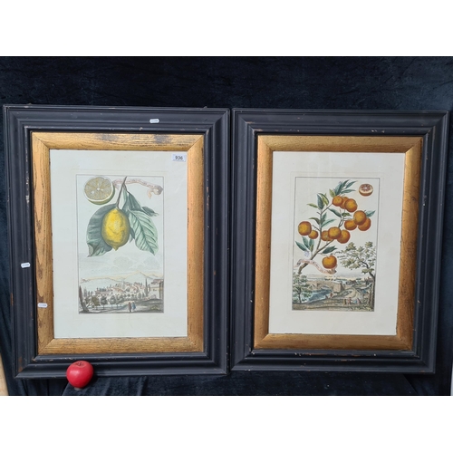 936 - A pair of large hand coloured engraving after 'Johann Christoph' botanical studies. Features citrus ... 