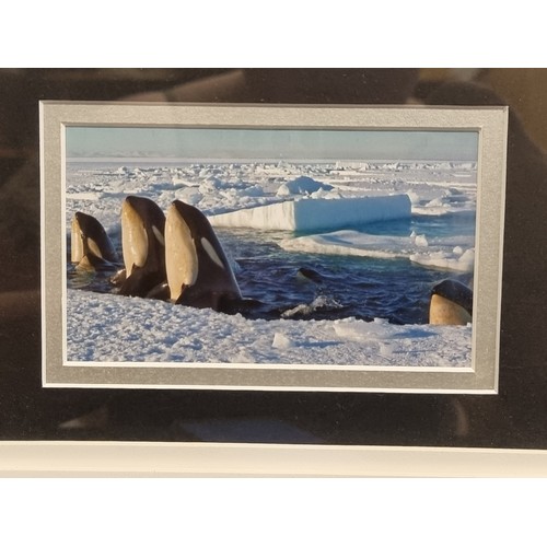 108 - A brilliant David Attenborough framed photograph with Hand original  signature. Certificate of authe... 