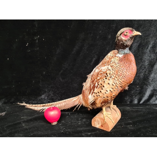 197 - A wonderful taxidermy of pheasant perched on a log.