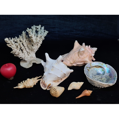 132 - A lovely collection of large coral and shells including conch examples.