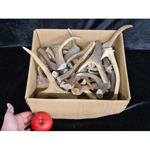 253 - A box containing a large quantity of deer antlers. Great as dog chews or you could make some great s... 