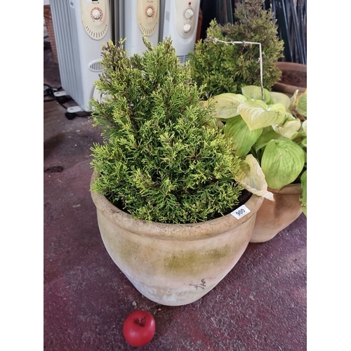 900 - Two potted greenery plants in rustic, weathered terracotta planters.