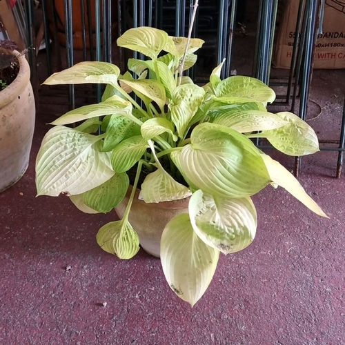 901 - Terracotta pot with lush green hosta plant. Features large, heart-shaped leaves with prominent ribbi... 