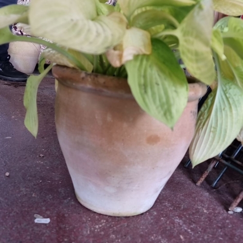 901 - Terracotta pot with lush green hosta plant. Features large, heart-shaped leaves with prominent ribbi... 