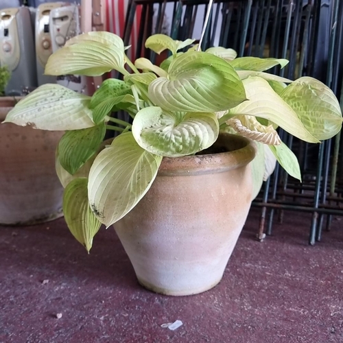 901 - Terracotta pot with lush green hosta plant. Features large, heart-shaped leaves with prominent ribbi... 