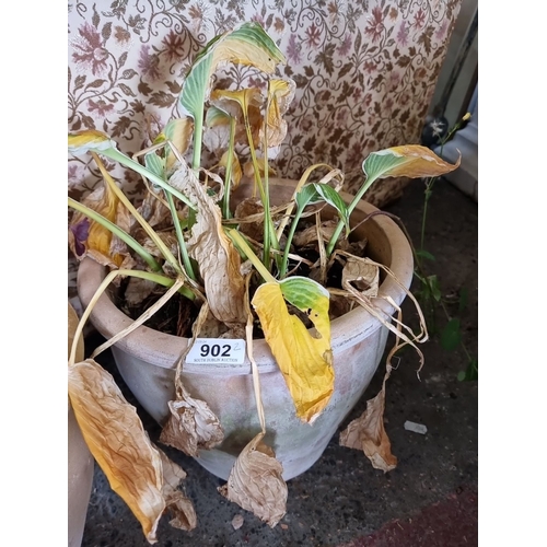 902 - Pair of weathered terracotta flower pots containing faded plants.