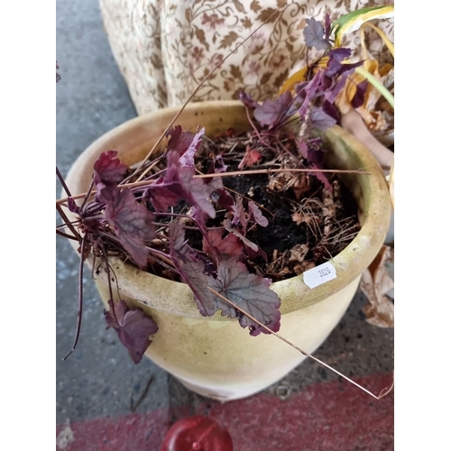 902 - Pair of weathered terracotta flower pots containing faded plants.