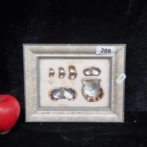 209 - A Vintage Framed Cultured Pearl & Shell Display 1 month to 6 months old.