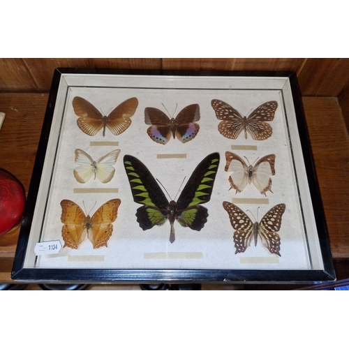 660 - A vintage framed display of eight exotic butterfly specimens, meticulously arranged and preserved, f... 