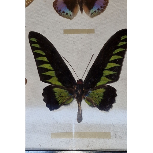 660 - A vintage framed display of eight exotic butterfly specimens, meticulously arranged and preserved, f... 