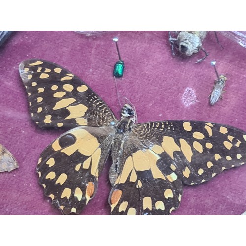 799 - Star Lot : A fabulous Victorian butterfly, beetle and insect taxidermy. Housed in a wooden hinged di... 