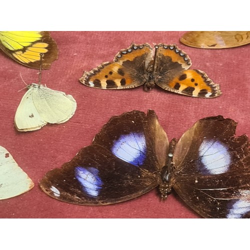 799 - Star Lot : A fabulous Victorian butterfly, beetle and insect taxidermy. Housed in a wooden hinged di... 