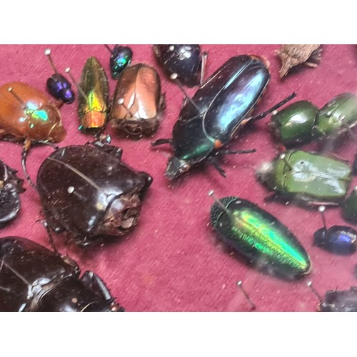 799 - Star Lot : A fabulous Victorian butterfly, beetle and insect taxidermy. Housed in a wooden hinged di... 