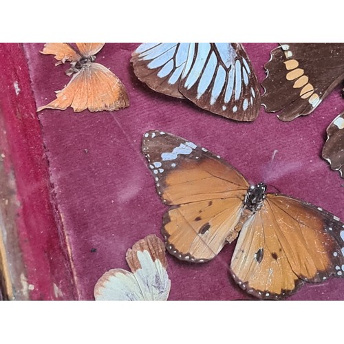 799 - Star Lot : A fabulous Victorian butterfly, beetle and insect taxidermy. Housed in a wooden hinged di... 