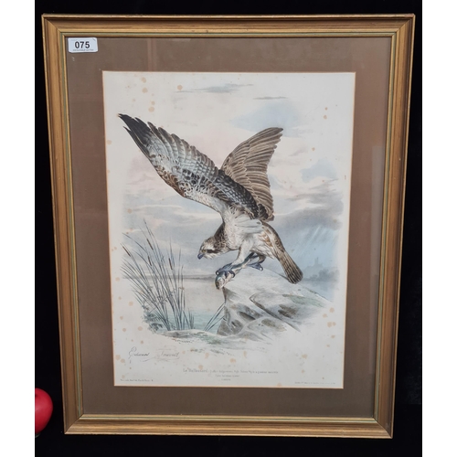 75 - An Edouard Travies lithograph titled 'Le Balbuzard'. Housed in gilt frame behind glass.