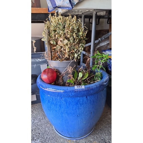 943 - A Ceramic blue pot with assorted dying plants, including Euonymus japonicus 'Green Spire'.