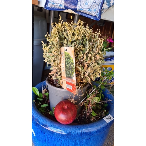 943 - A Ceramic blue pot with assorted dying plants, including Euonymus japonicus 'Green Spire'.