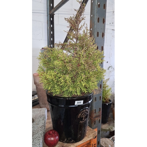 866 - Potted conifer in a black Heritage Garden Pottery planter.