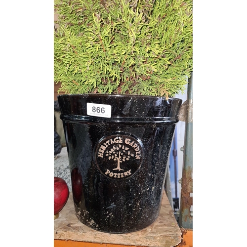 866 - Potted conifer in a black Heritage Garden Pottery planter.