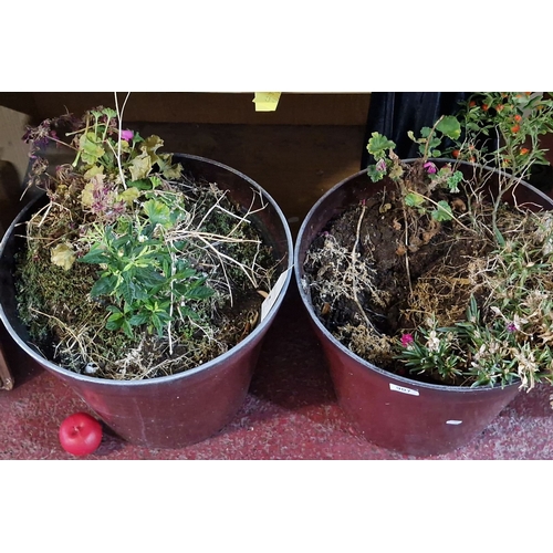 907 - Pair of large plastic plant pots with mixed greenery and dried foliage. Approximately 50 cm in diame... 