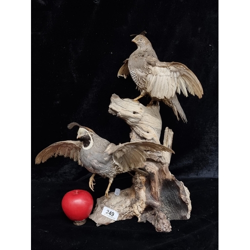 249 - A wonderful heavy taxidermy of a male and female Californian Valley quail standing on a wooden branc... 