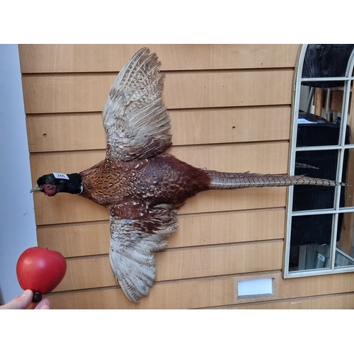 286 - A large wall mounted taxidermy Cock Pheasant. In good condition.