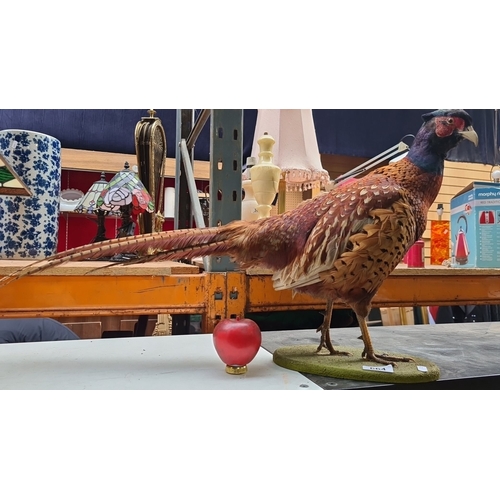 664 - A wonderful large taxidermy of a perched ring-necked pheasant.