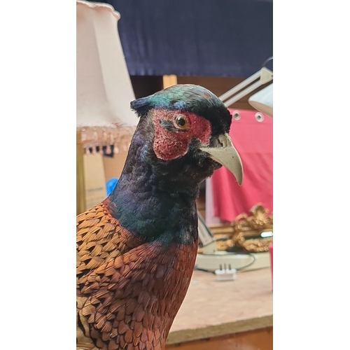 664 - A wonderful large taxidermy of a perched ring-necked pheasant.