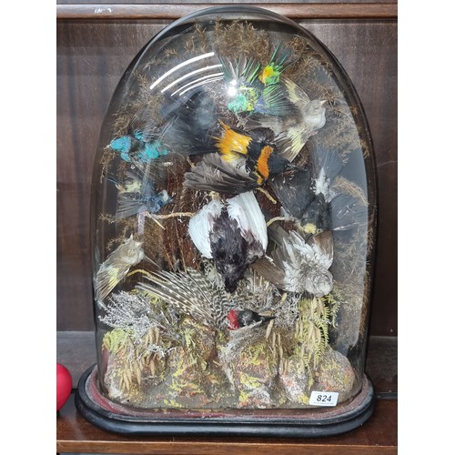 1238 - Super star lot: A magnificent very important late 19th century. early 20th century taxidermy display... 