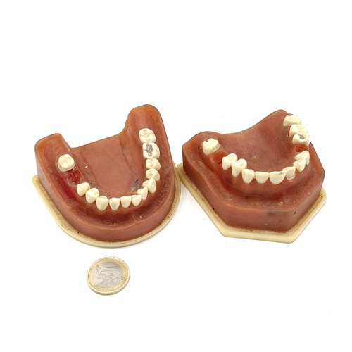 490 - A pair of maxillary dental typodont with gaps. Good teeth are expensive. Funny Christmas gift.