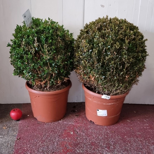 1016 - Two mature Buxus Sempervirens plants, 7-9 years old, in terracotta pots. Fresh from Nature label inc... 