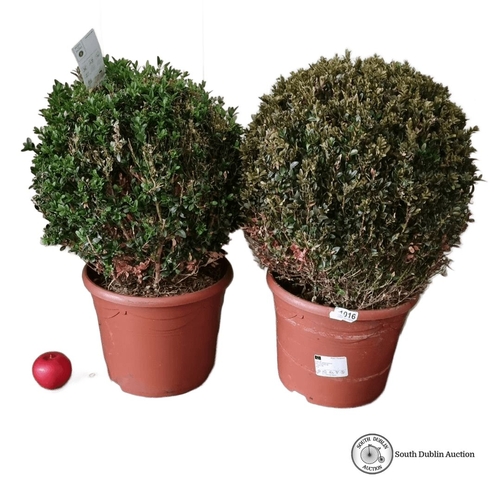 1016 - Two mature Buxus Sempervirens plants, 7-9 years old, in terracotta pots. Fresh from Nature label inc... 