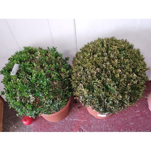 1016 - Two mature Buxus Sempervirens plants, 7-9 years old, in terracotta pots. Fresh from Nature label inc... 