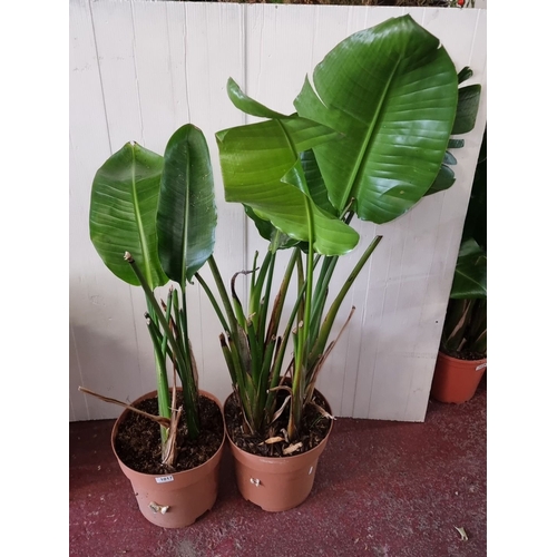 1017 - Two banana plants in pots.