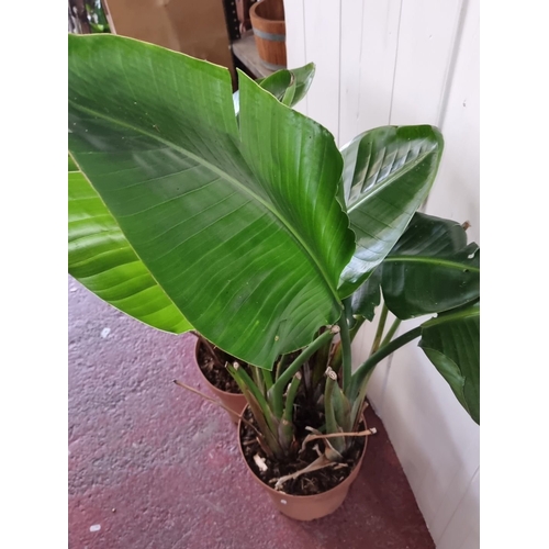 1017 - Two banana plants in pots.