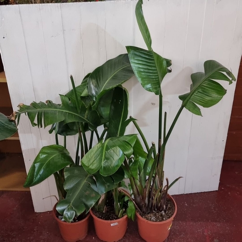 1018 - Three banana plants in pots.