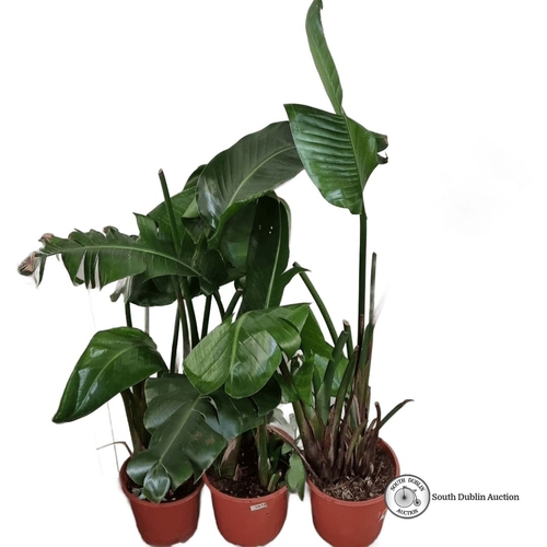 1018 - Three banana plants in pots.