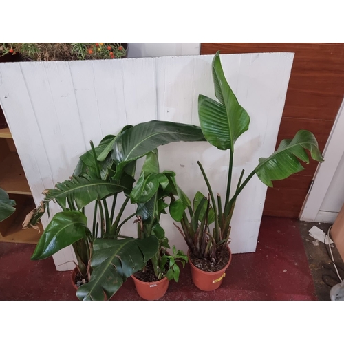 1018 - Three banana plants in pots.