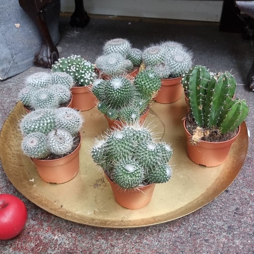 1030 - Set of eight potted cacti on a decorative brass tray, featuring various species with unique textures... 