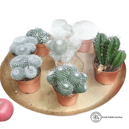 1030 - Set of eight potted cacti on a decorative brass tray, featuring various species with unique textures... 