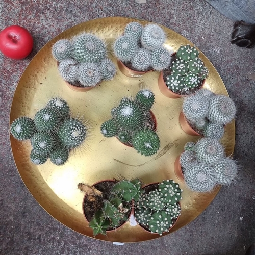 1030 - Set of eight potted cacti on a decorative brass tray, featuring various species with unique textures... 